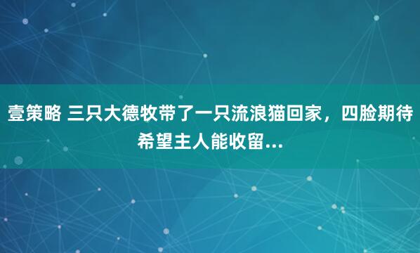 壹策略 三只大德牧带了一只流浪猫回家，四脸期待希望主人能收留...