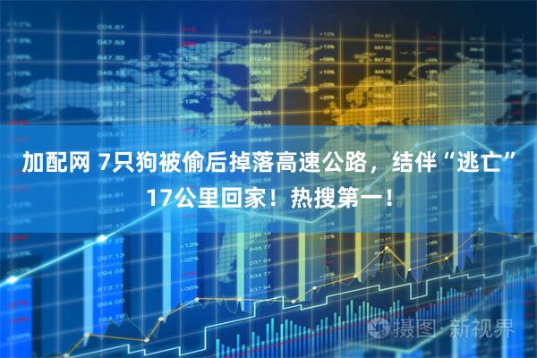 加配网 7只狗被偷后掉落高速公路，结伴“逃亡”17公里回家！热搜第一！
