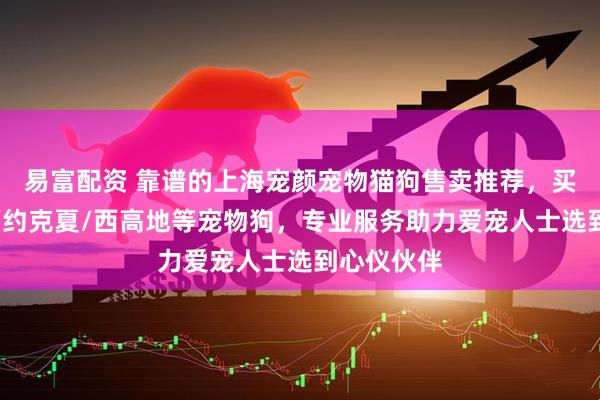 易富配资 靠谱的上海宠颜宠物猫狗售卖推荐，买马尔济斯/约克夏/西高地等宠物狗，专业服务助力爱宠人士选到心仪伙伴