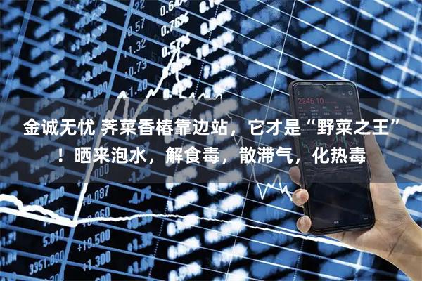 金诚无忧 荠菜香椿靠边站，它才是“野菜之王”！晒来泡水，解食毒，散滞气，化热毒